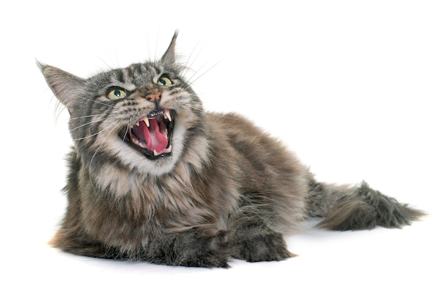 Кошка, отворачивающаяся от белого фона
