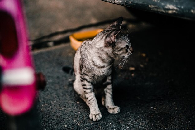 Foto gatto che guarda lontano in città