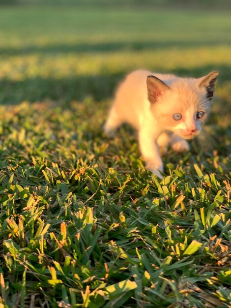 Cat looking away in a field