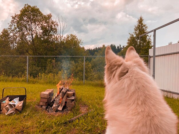 Cat looking away on field