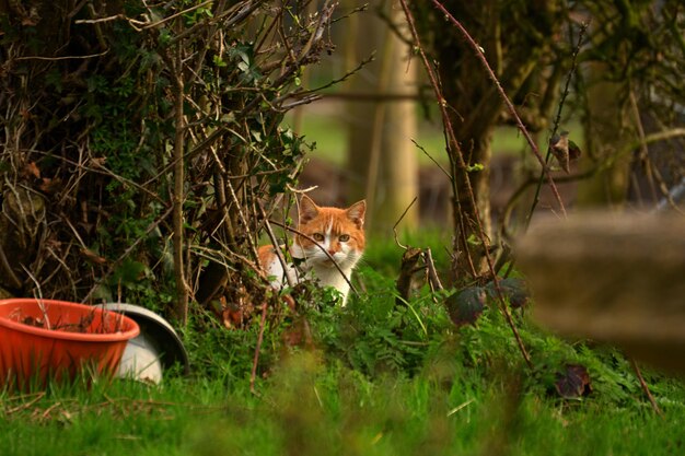 Foto gatto che guarda lontano sul campo