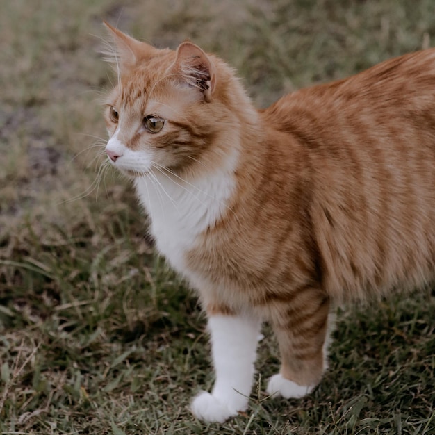 Photo cat looking away on field