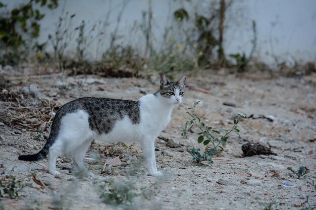 Cat looking away on field