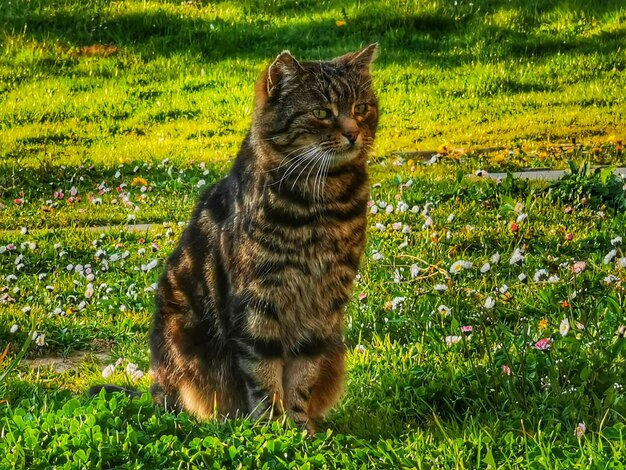 Cat looking away on field