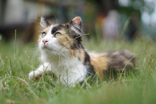 Cat looking away on field