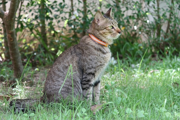 野原を眺めている猫