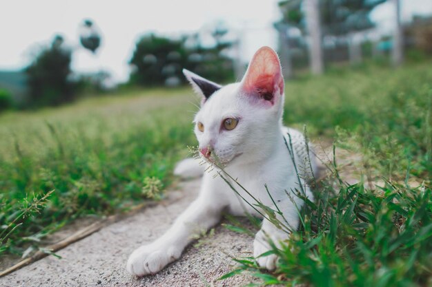 Cat looking away on field