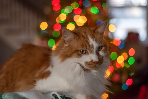 Cat looking away on illuminated christmas lights