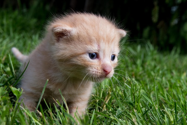 写真 野原を眺めている猫