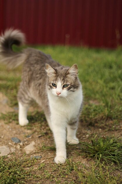 写真 野原を眺めている猫