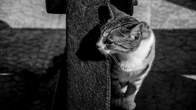 Foto gatto che guarda via sul marciapiede