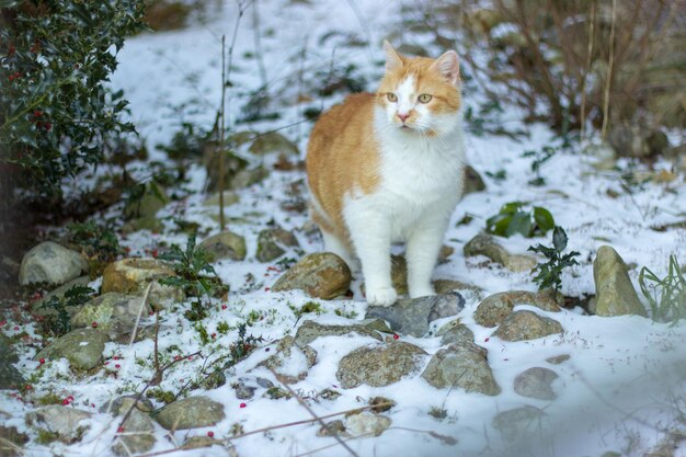 Foto gatto che guarda le piante coperte di neve