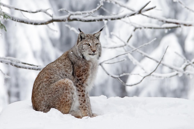 雪で覆われた木を見送る猫