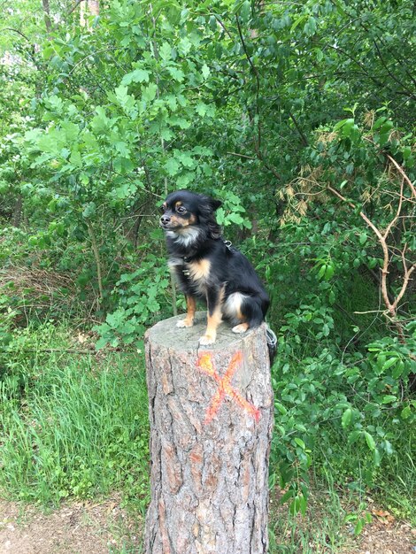 Cat looking away on tree in forest