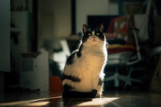 家の床に座っている猫が目をそらしている