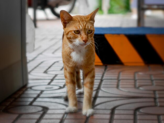 Cat looking away while sitting on floor