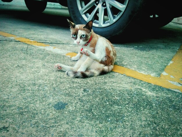 사진 길 위 에 앉아 있는 고양이 가 눈 을 돌리고 있다