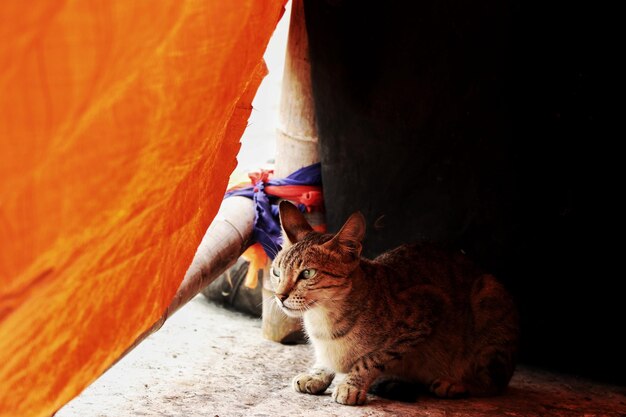 Cat looking away while sitting outdoors