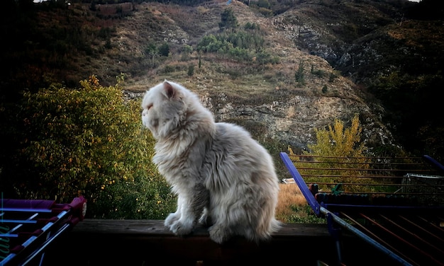 Photo cat looking away while sitting on railing