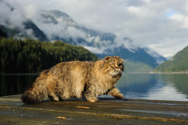 写真 湖辺の埠頭に立っている猫が目をそらしている