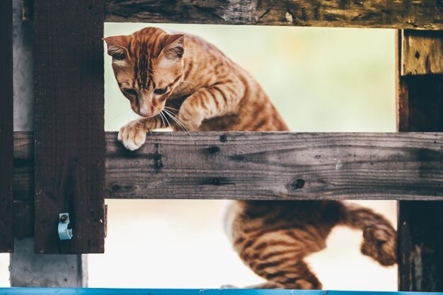 Photo cat looking away while standing on wood