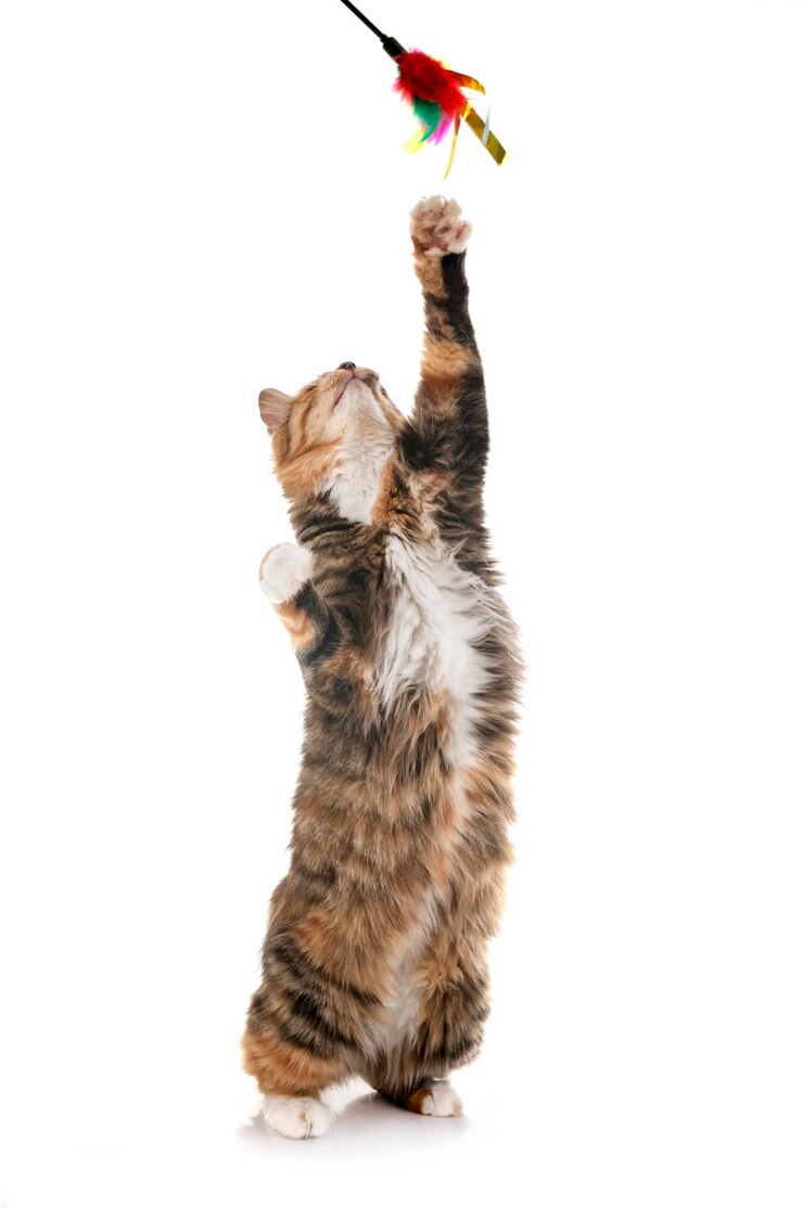 Photo cat looking away over white background