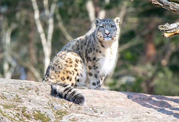 Photo cat looking away in zoo