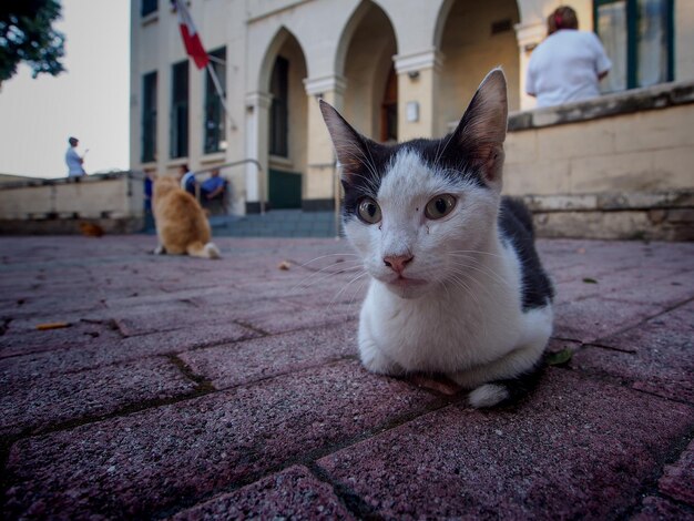 Фото Кошка отворачивается.