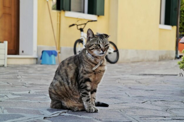 Photo cat looking away