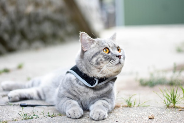 Кошка отворачивается.