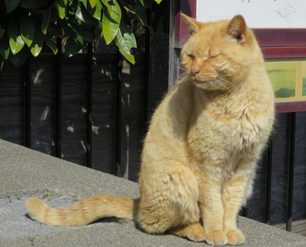 Photo cat looking away