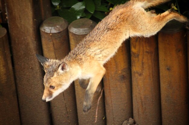 写真 猫が目をそらしている