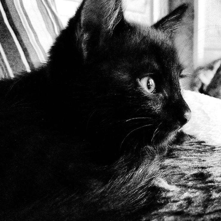 Фотография кошка отворачивается.