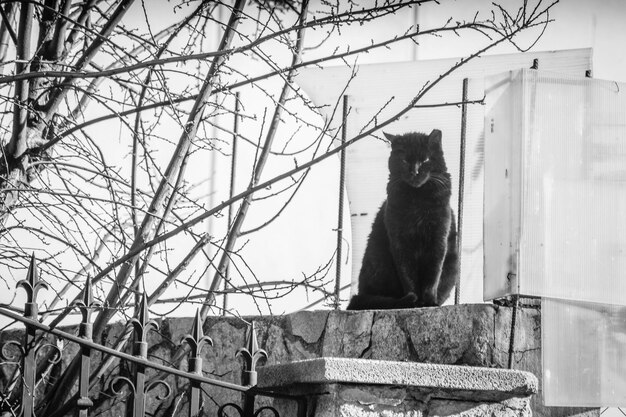 Foto gatto che guarda da un'altra parte