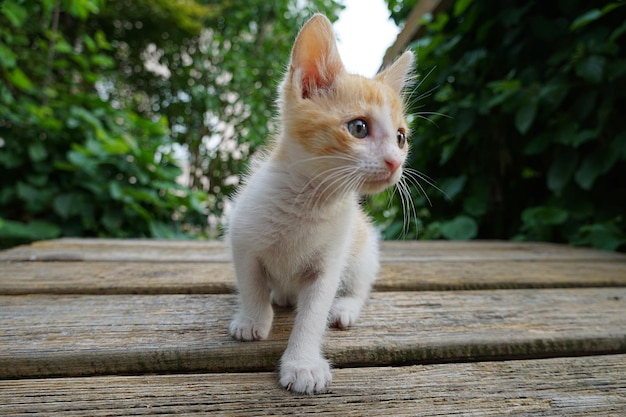 Cat looking away