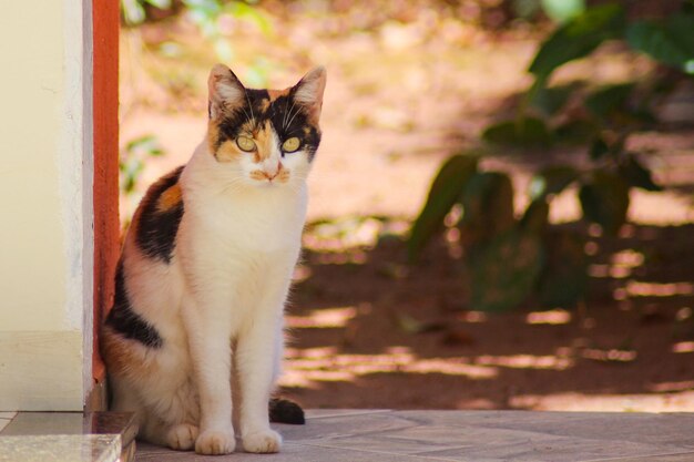 写真 猫が目をそらしている