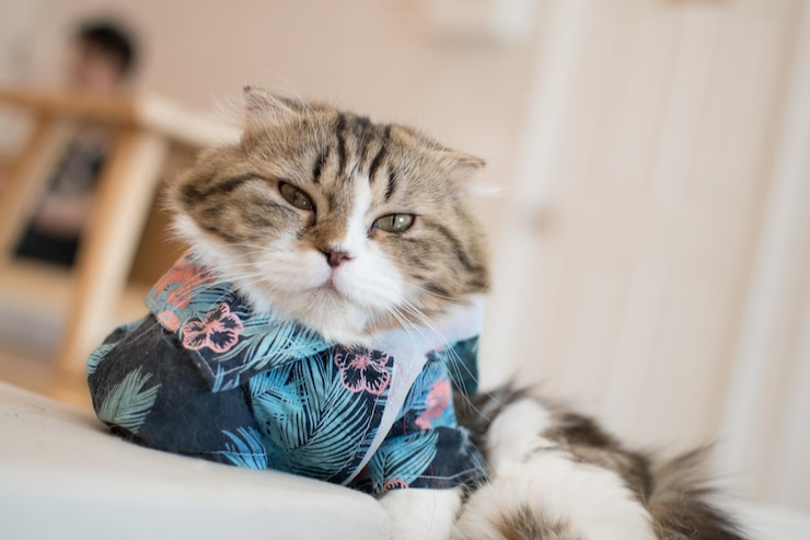 Photo 猫が目をそらしている