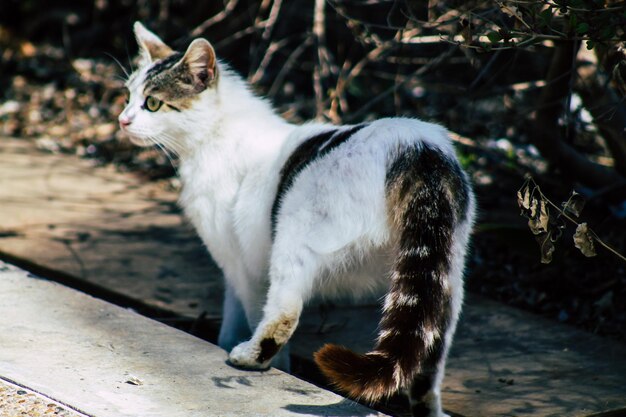 Photo cat looking away