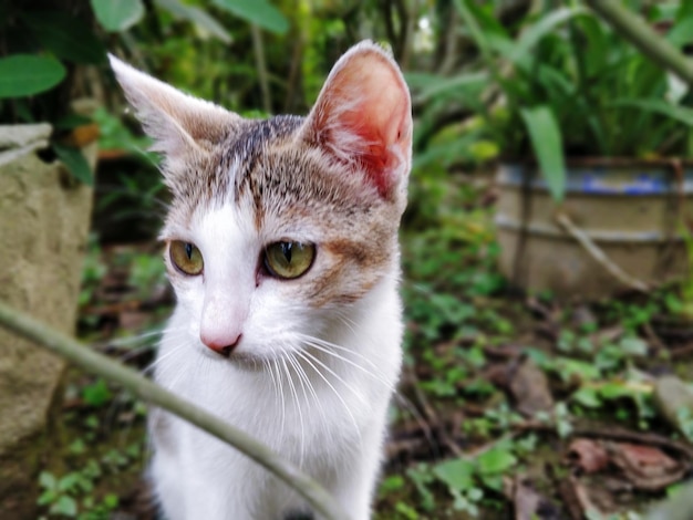 Foto gatto che guarda da un'altra parte