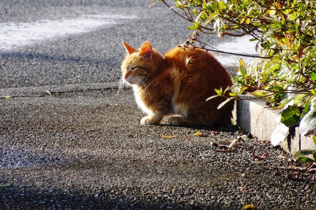 写真 猫が目をそらしている