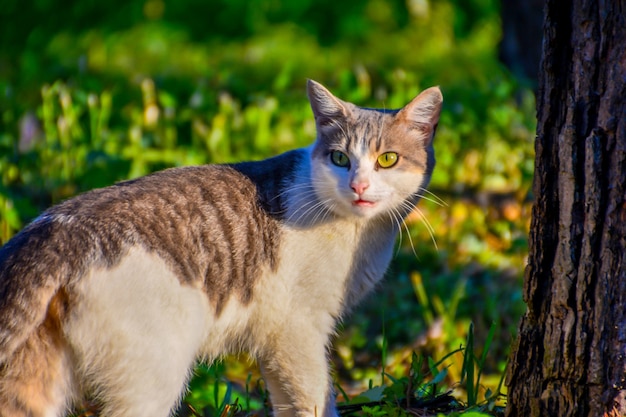 Gatto che guarda indietro. il gatto che cammina e si guarda indietro non verrà notato.