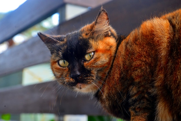 写真 戻って見る猫