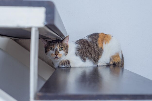 Кошка смотрит на камеру, сидя на ступене крытого скалолазания