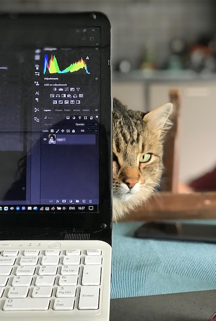 cat looking at camera