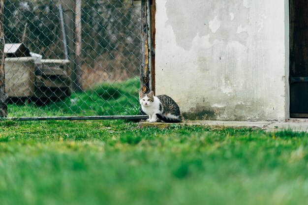 Cat looking at camera