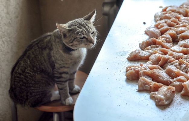 Cat looking at chicken fillet meat on the kitchen table