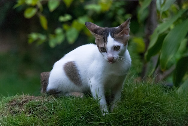 草の上に座っている猫が下を見下ろしている
