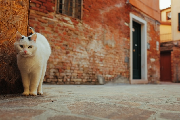 Gatto che osserva in avanti