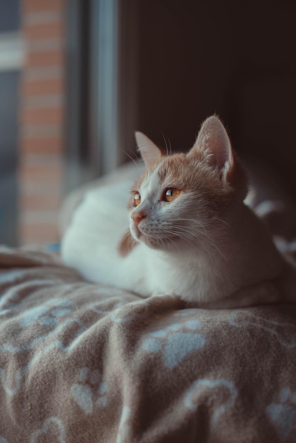 A cat looking out the window at the camera