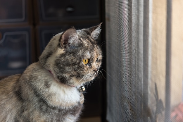잠깐 동안 창 또는 문을 바라 보는 고양이
